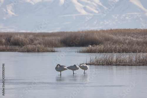 Three Tundra Swans stand preening and resting on the ice with marsh grasses and distant mountains in the background on a winter morning at the Bear River Migratory Bird Refuge Brigham City Ut USA.