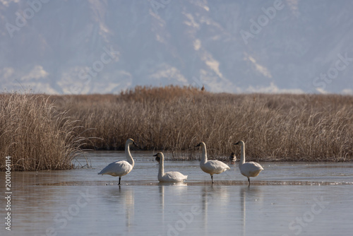 Four Tundra Swans rest in the shallow water of the Bear River Migratory Bird Refuge near Brigham City Utah USA on a freezing winter morning while waiting for the sun to warm them.