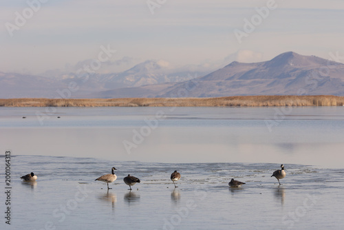 A few Canada geese rest on the frozen water of the Bear River Migratory Bird Refuge in Brigham City Utah USA on a winter morning with marsh grasses and distant mountains in the background. 