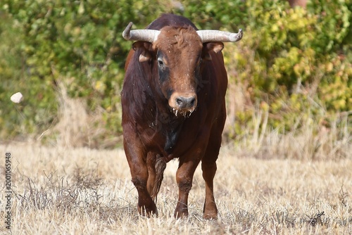 cow in a meadow
