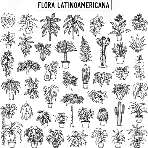 Detailed botanical hand-drawn vector set of diverse Latin American flora. Includes tropical plants, succulents, cacti, trees, and common houseplants. Black and white illustrations.
