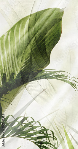 Close-up of fresh green monstera leaf with natural sunlight and dew drops on white background