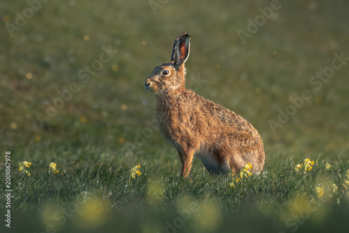 European hare in among cowslip flowers