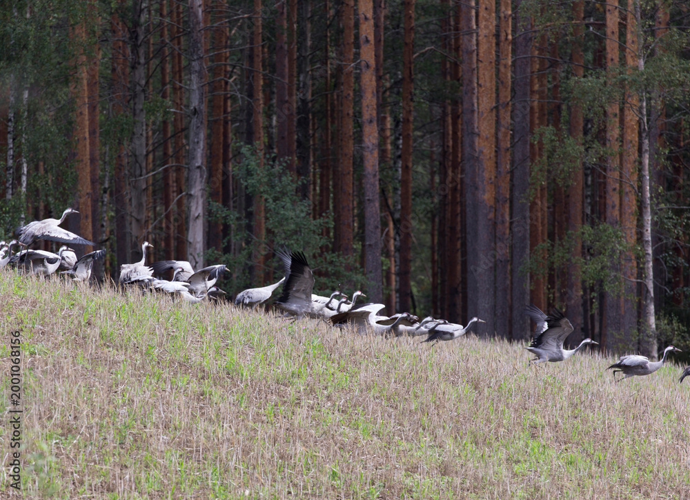 Fototapeta premium View of Crane birds in Finland