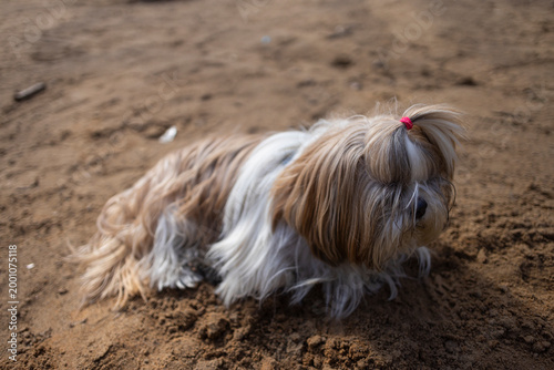 Foto shih tzu dog walks in the park in the spring