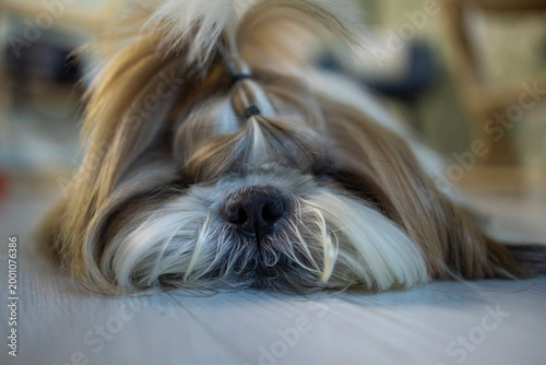 Konstfotografi shih tzu dog is lying on the floor in the room