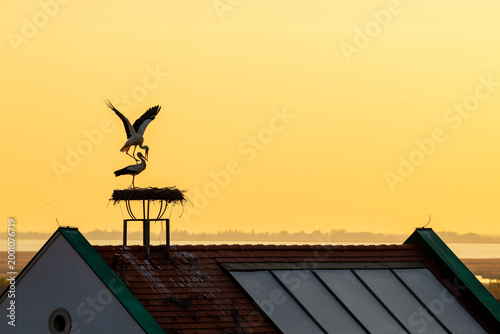 White storks on rooftop nest in Morbisch, Austria at golden sunset, one landing with wings spread above solar panels, capturing wildlife, romance and sustainable rural life.