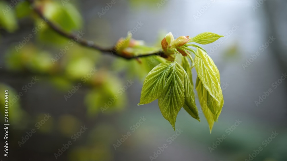 Obraz premium Fresh Spring Leaves on Tree Branch