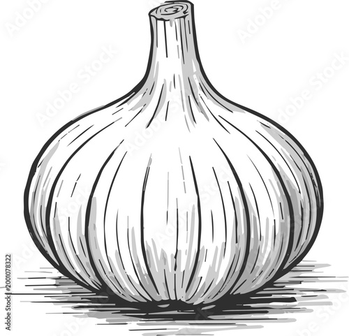 garlic pen and ink sketch of bulb still life composition