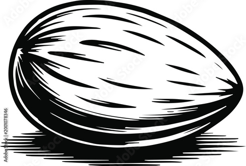 almond sketch line art botanical illustration hatching stippling