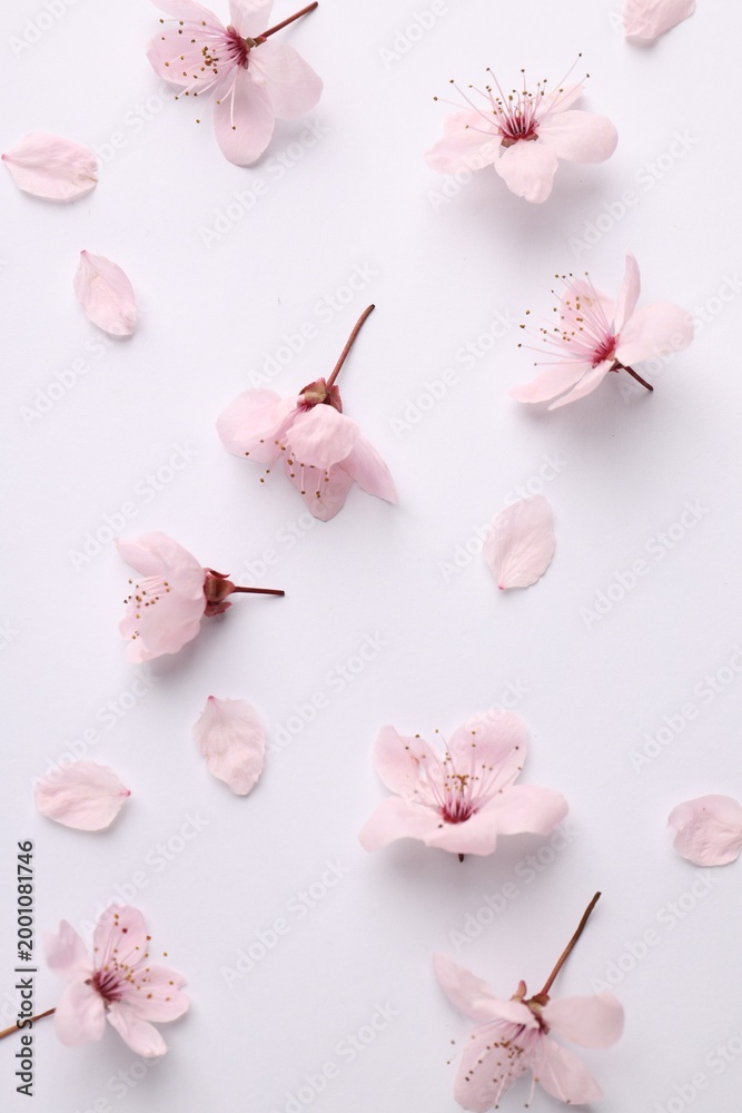 Obraz premium Beautiful cherry plum tree blossoms on white background, flat lay
