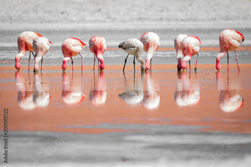 James's flamingo flock, Phoenicoparrus jamesi, foraging with juvenile in Laguna Santa Maria, Salta, Argentina. Parina chica birds reflected.