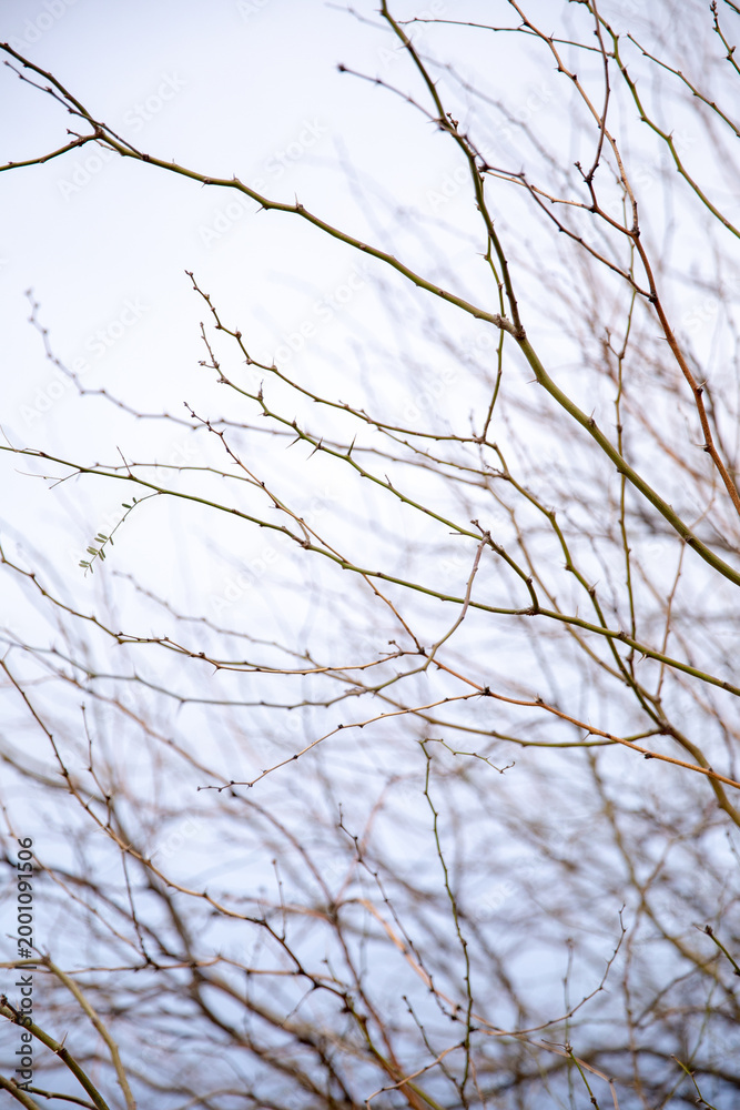 Obraz premium Bare tree branches stretch against a pale sky. Frosty twigs frame the winter horizon. Delicate limbs show signs of season's change. No leaves remain on the slender stems
