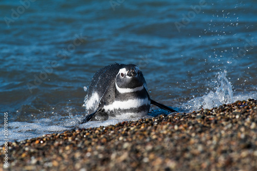 Foto Magellanic penguin, Puerto Deseado, Santa Cruz Province, Patagonia Argentina