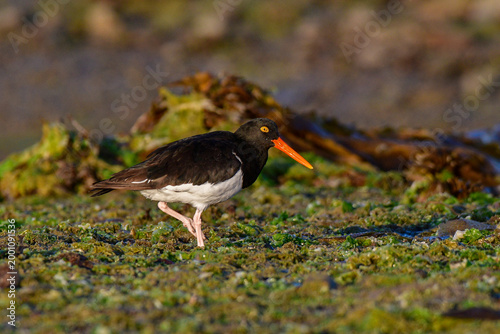 Konstfotografi American oystercatcher ,Haematopus palliatus, Puerto Deseado Nature Reserve, Santa Cruz Province, Patagonia , Argentina