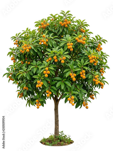 A loquat tree laden with ripe yellow fruits isolated on transparent background