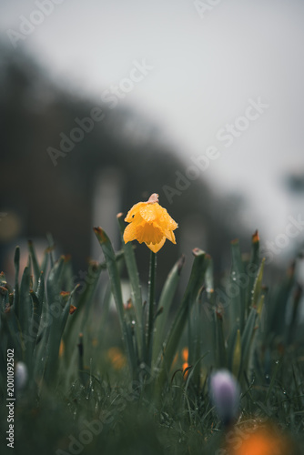Single yellow daffodil covered in raindrops against a dark background