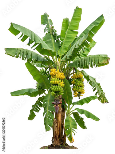 Banana tree with ripening fruit bunches and large green leaves isolated on transparent background