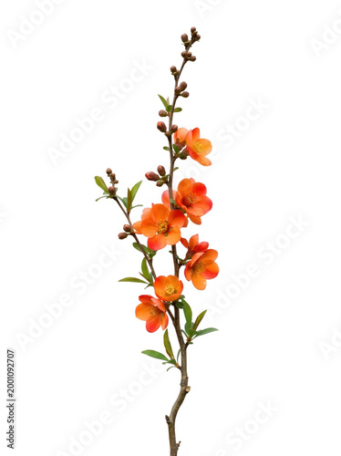 Flowering quince branch with vibrant orange blossoms and small green leaves isolated on transparent background