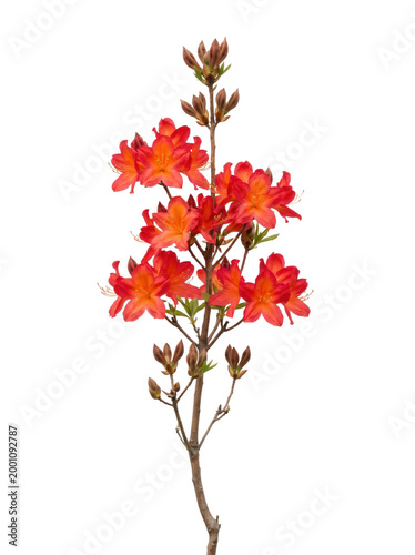 A vibrant branch of blooming orange azalea flowers with unopened buds, captured in a detailed botanical studio shot, isolated on transparent background