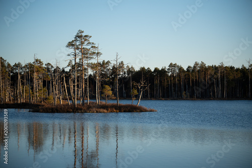 Scenic bog lake landscape with dead pine trees and water reflections