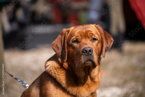 Portrait of a beautiful Fox Red Labrador Retriever dog outdoors