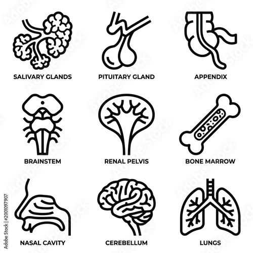Detailed human internal organ line icons, illustrating essential anatomical structures and various body systems for medical, biological, and healthcare educational resources