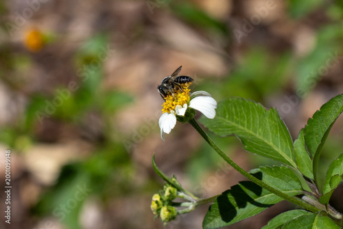Vászonkép A hoary leafcutter bee on a white beggarticks flower.