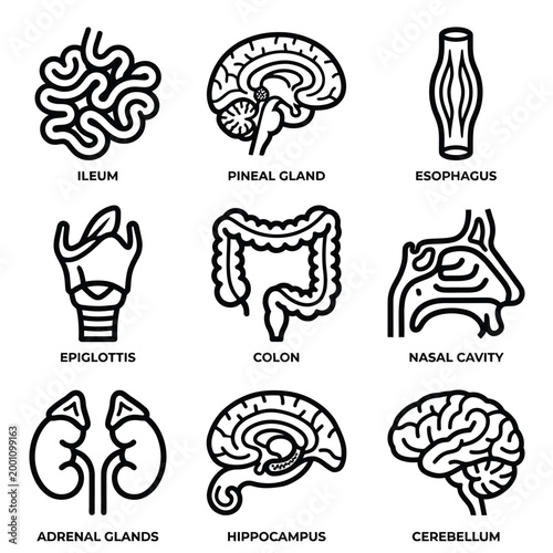 Anatomical illustrations of human brain and internal organs in detailed line art