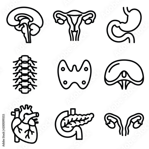 The detailed illustration depicts several vital human organs including kidneys, liver, heart, and spine.