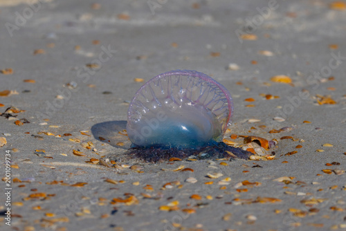 Quadro su tela A Portuguese man o'war on the beach in northeast Florida