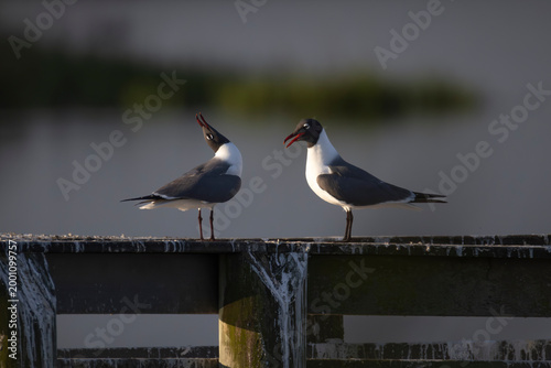 Fotografi Two laughing gulls courting.