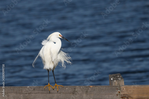 Schilderij op canvas A snowy egret in breeding plumage perched on a rail with water in the background
