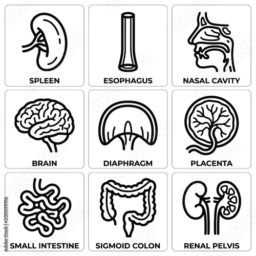 Anatomical illustration of human body organs including spleen, esophagus, and brain in detailed medical icons.