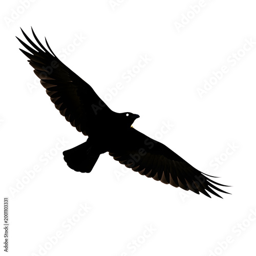 Silhouette of a bird in flight isolated on white background