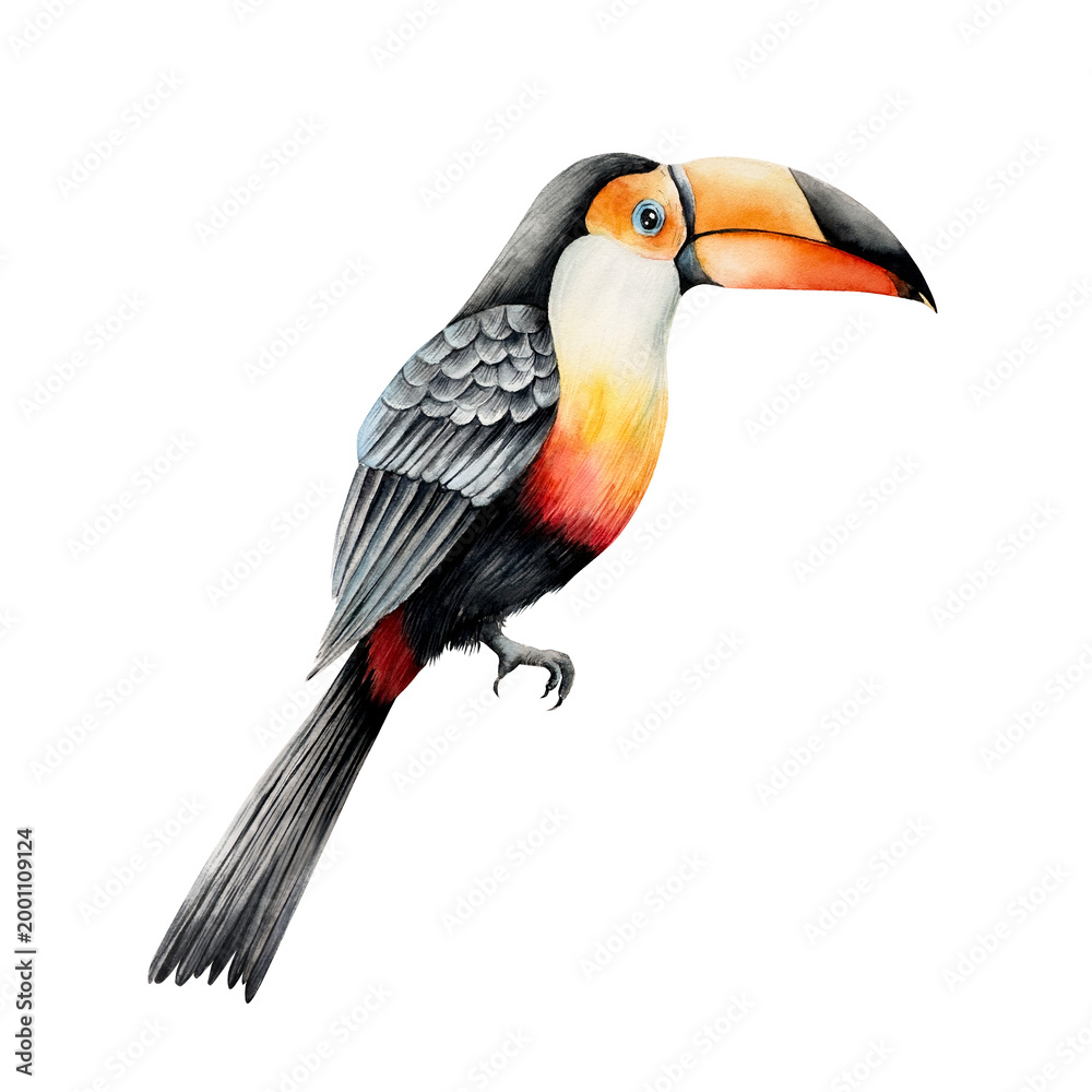 Fototapeta premium Toco toucan. Watercolor hand drawn isolated exotic tropical bird illustration on transparent background. Rainforest clown. For designers, invitations, decoration, postcards, wrapping paper