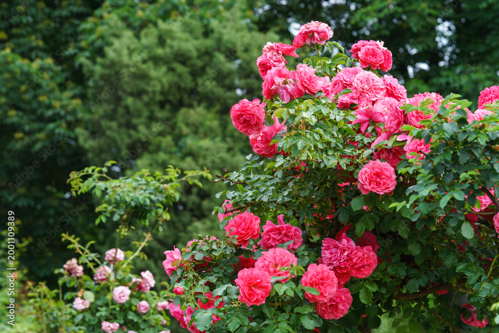 Obraz premium Branch of delicate pink roses in full bloom growing in summer garden. Romantic floral background with natural light, decorative flowers and green foliage. Spring and nature, gardening, plant breeding.