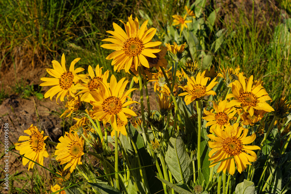 Obraz premium Arrowleaf Balsamroot in Idaho