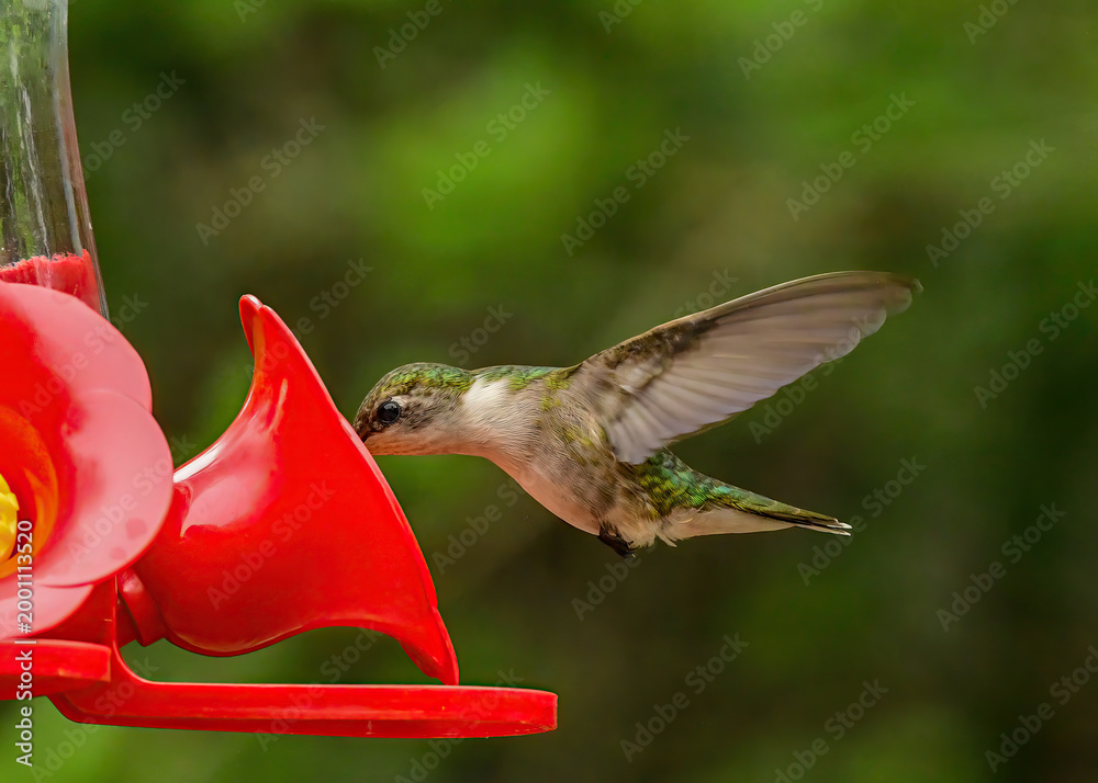 Fototapeta premium A female ruby-throated hummingbird drinking from a bird feeder