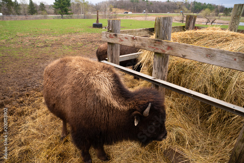 Herd of American Bison grazing 