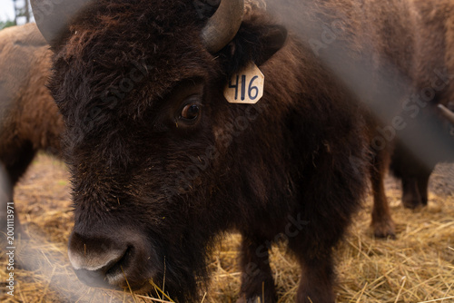 Herd of American Bison grazing 
