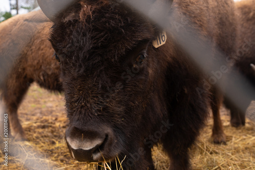 Herd of American Bison grazing 