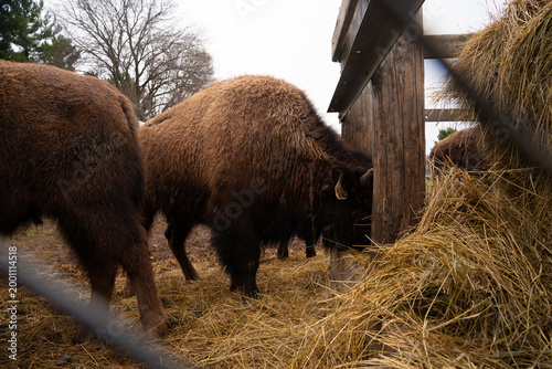 Herd of American Bison grazing 