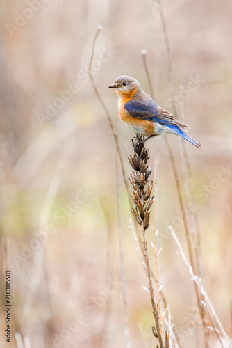 Female Eastern Bluebird on natural perch