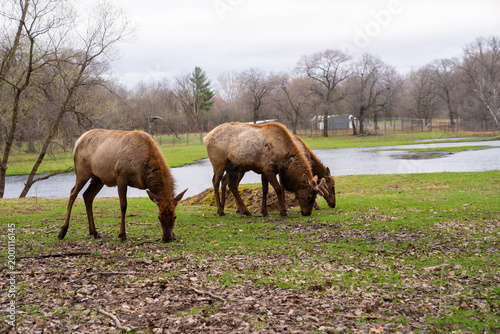 Beautiful group of Elk in nature, wildlife photography 