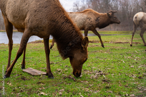 Beautiful group of Elk in nature, wildlife photography 