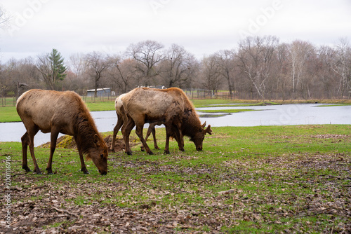 Beautiful group of Elk in nature, wildlife photography 