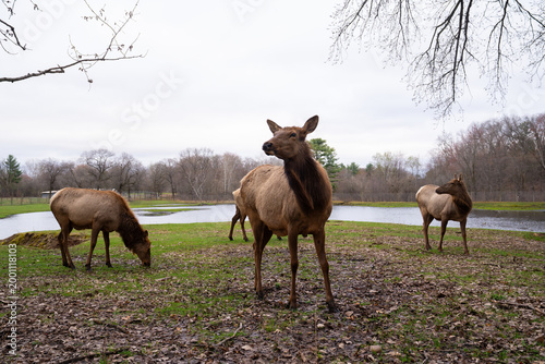 Beautiful group of Elk in nature, wildlife photography 