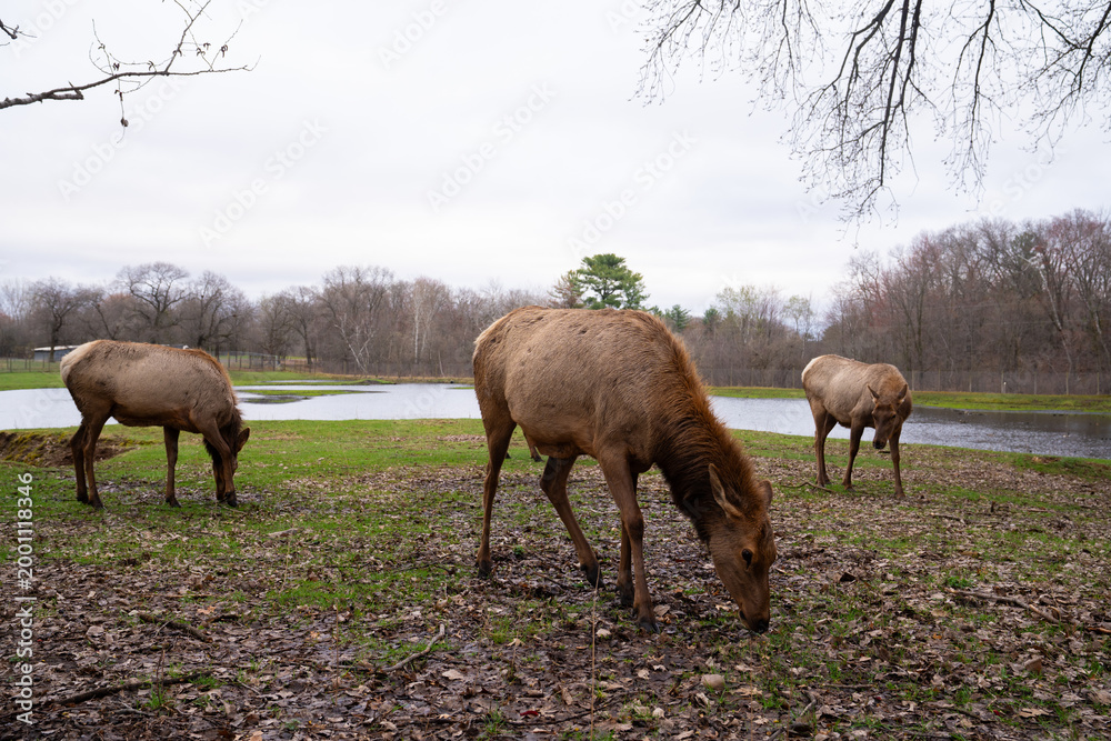 Fototapeta premium Beautiful group of Elk in nature, wildlife photography 
