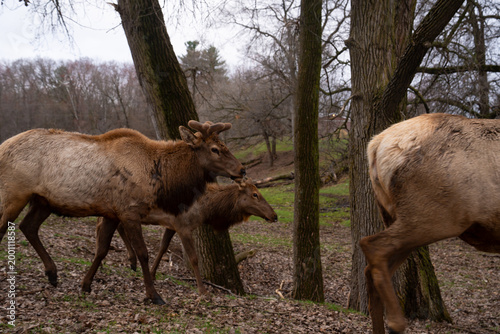 Beautiful group of Elk in nature, wildlife photography 